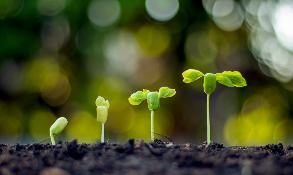 Growth-investment-strategy-Thumbnail-aspect-ratio-750-450